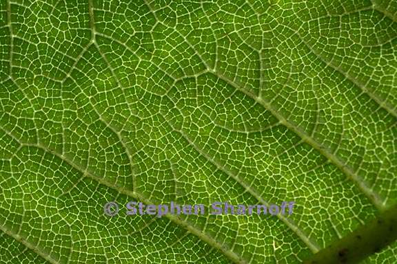 gunnera insignis 3 graphic